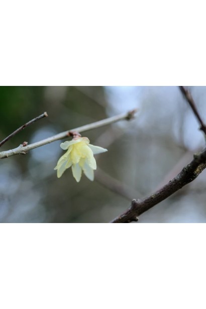 Chimonanthus praecox в Україні